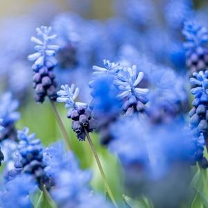 Meet your Posher, Avery